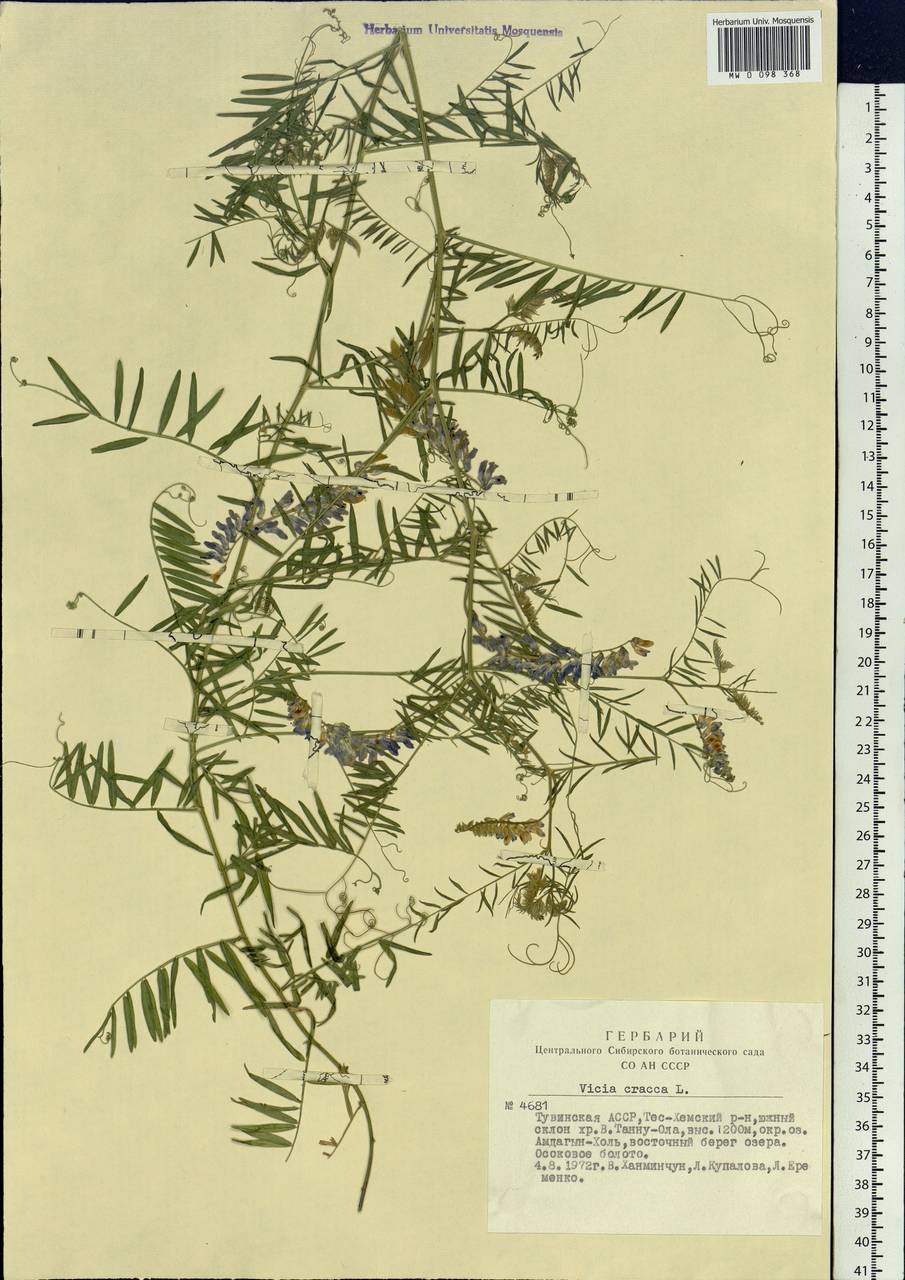Vicia cracca L., Siberia, Altai & Sayany Mountains (S2) (Russia)