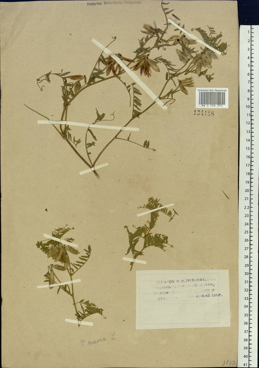 Vicia cracca L., Siberia (no precise locality) (S0) (Russia)