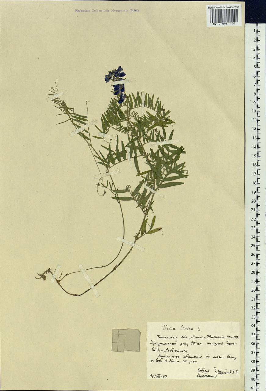 Vicia cracca L., Siberia, Western Siberia (S1) (Russia)