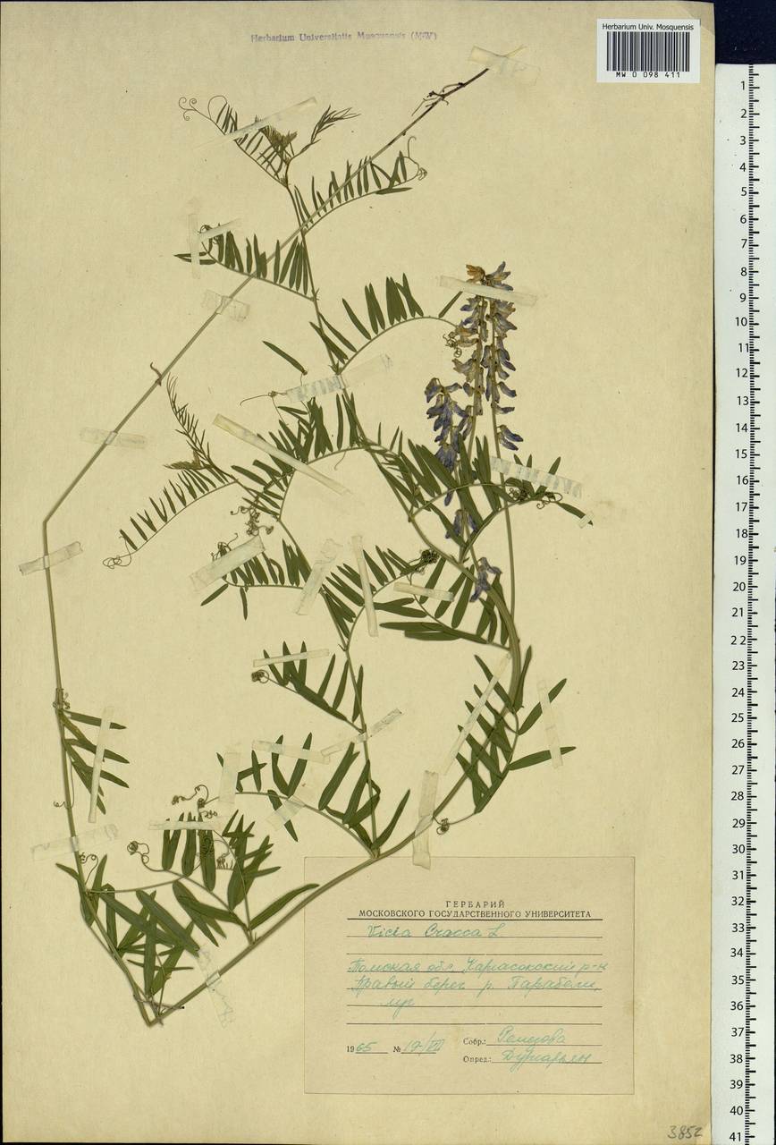 Vicia cracca L., Siberia, Western Siberia (S1) (Russia)