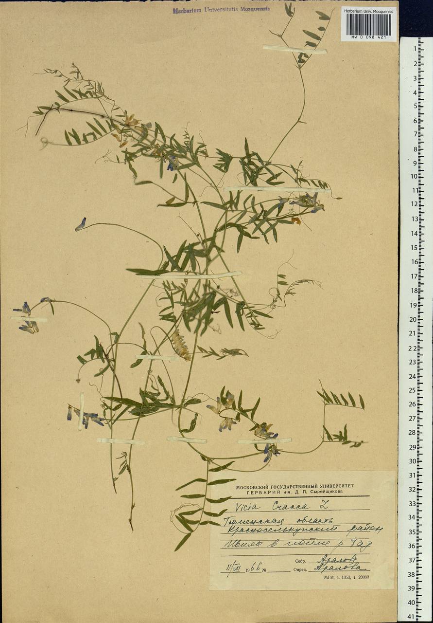 Vicia cracca L., Siberia, Western Siberia (S1) (Russia)
