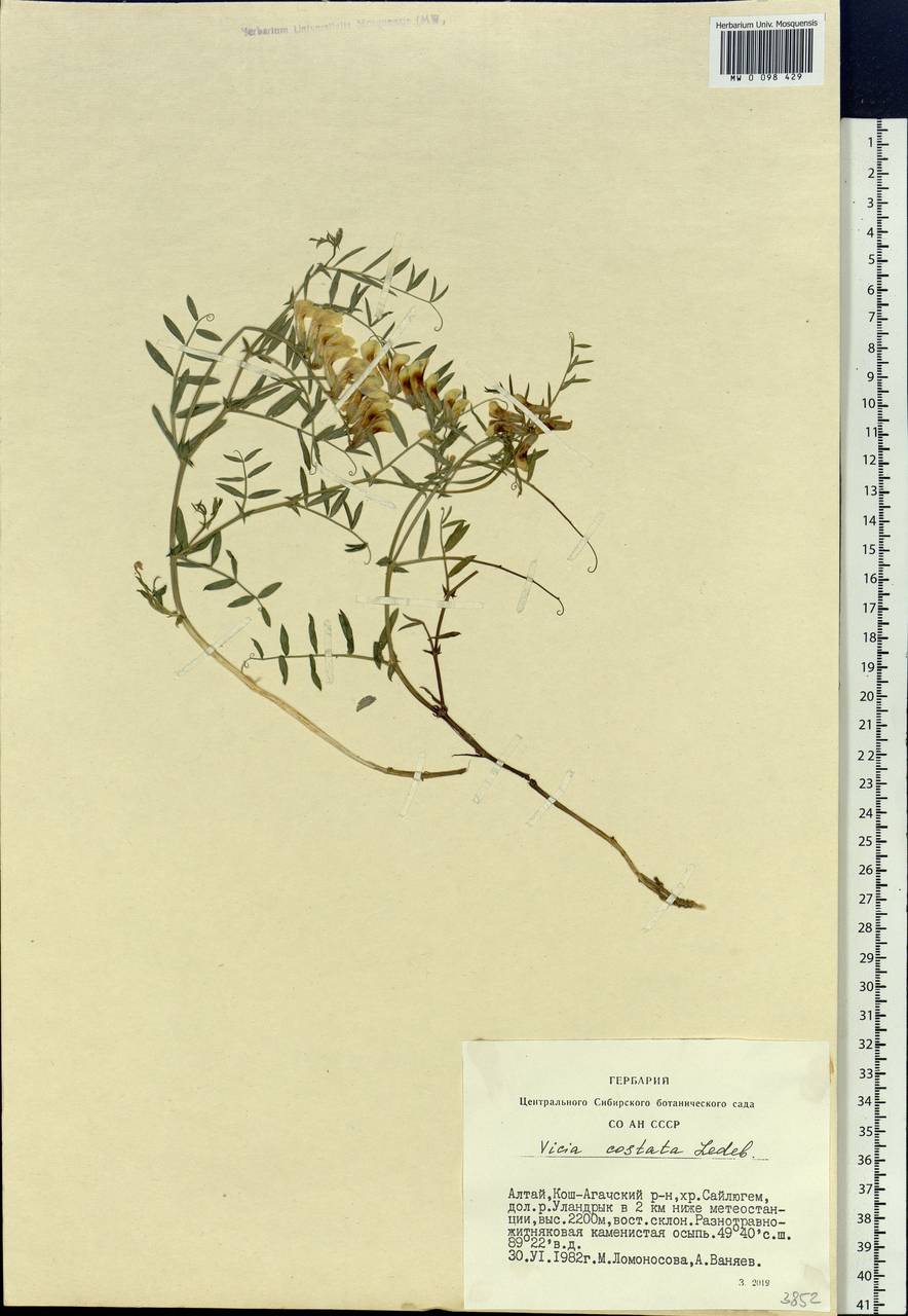 Vicia costata Ledeb., Siberia, Altai & Sayany Mountains (S2) (Russia)