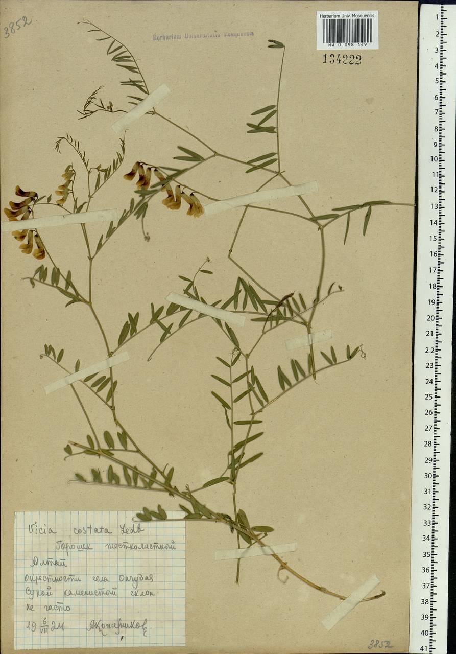 Vicia costata Ledeb., Siberia, Altai & Sayany Mountains (S2) (Russia)