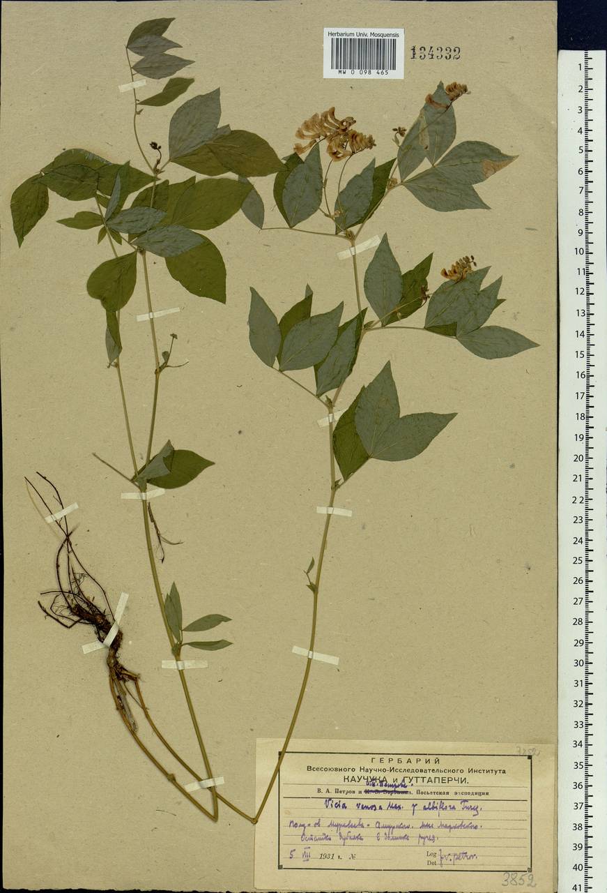 Vicia ramuliflora (Maxim.)Ohwi, Siberia, Russian Far East (S6) (Russia)
