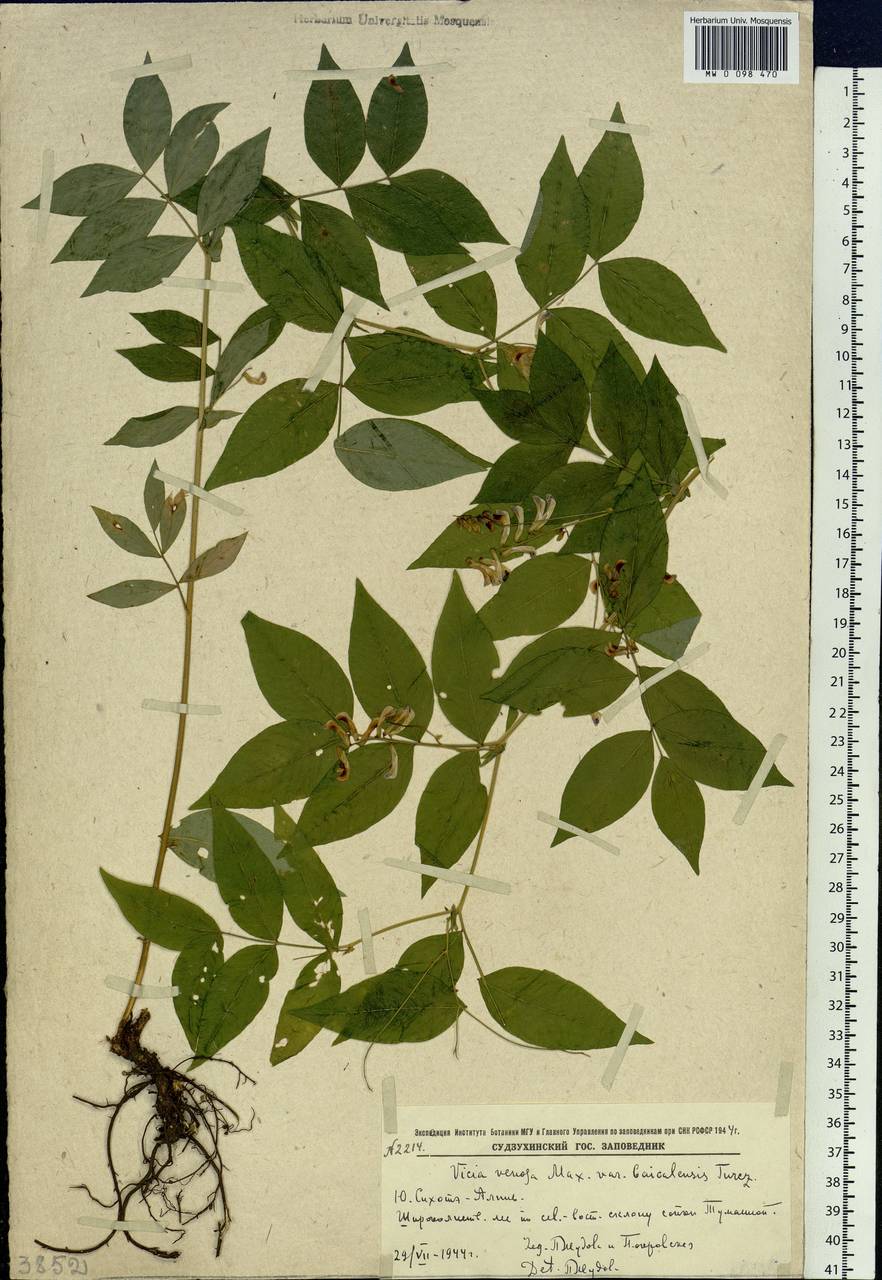 Vicia ramuliflora (Maxim.)Ohwi, Siberia, Russian Far East (S6) (Russia)