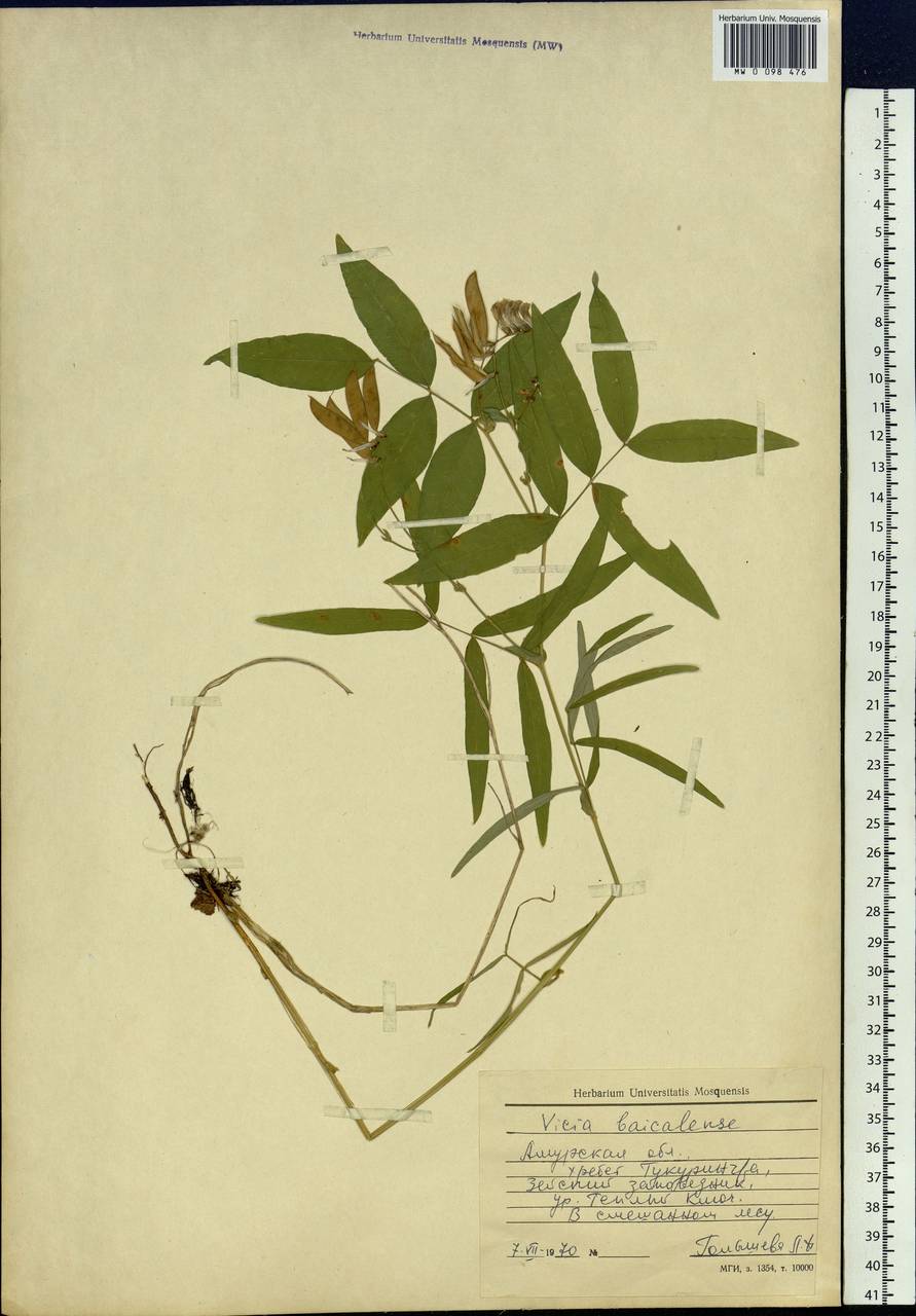 Vicia ramuliflora (Maxim.)Ohwi, Siberia, Russian Far East (S6) (Russia)