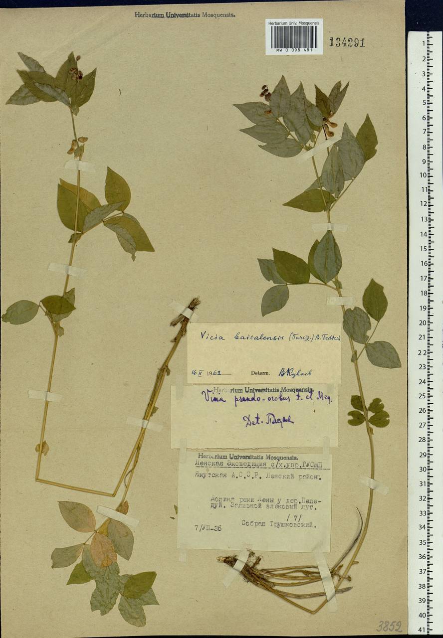 Vicia ramuliflora (Maxim.)Ohwi, Siberia, Yakutia (S5) (Russia)