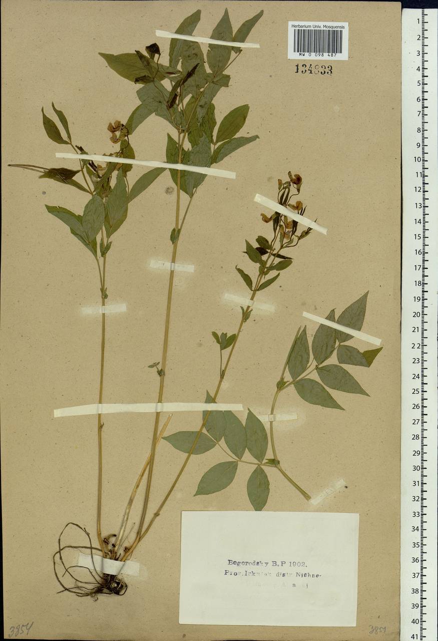 Vicia ramuliflora (Maxim.)Ohwi, Siberia, Baikal & Transbaikal region (S4) (Russia)