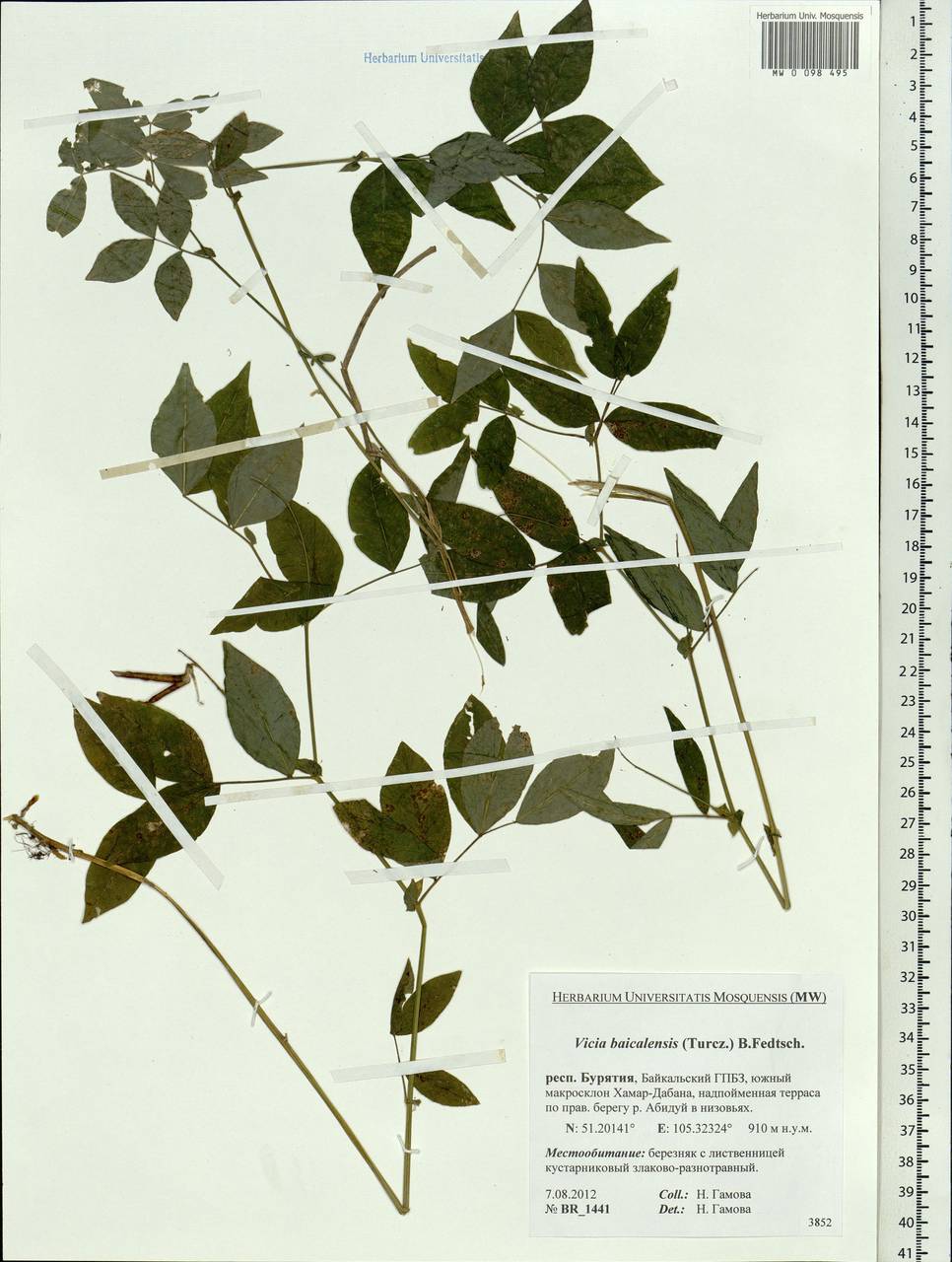 Vicia ramuliflora (Maxim.)Ohwi, Siberia, Baikal & Transbaikal region (S4) (Russia)