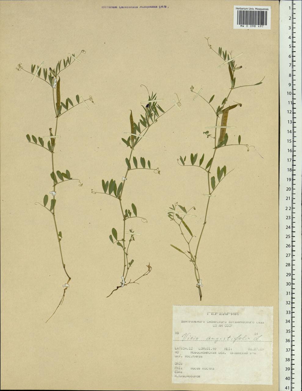 Vicia sativa subsp. nigra (L.)Ehrh., Siberia, Western Siberia (S1) (Russia)