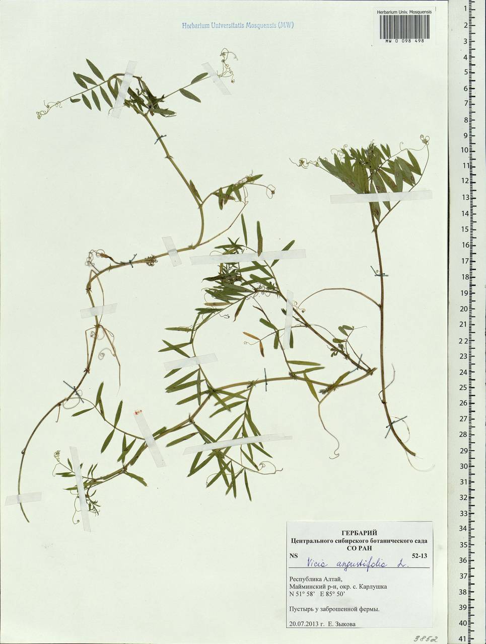 Vicia sativa subsp. nigra (L.)Ehrh., Siberia, Altai & Sayany Mountains (S2) (Russia)