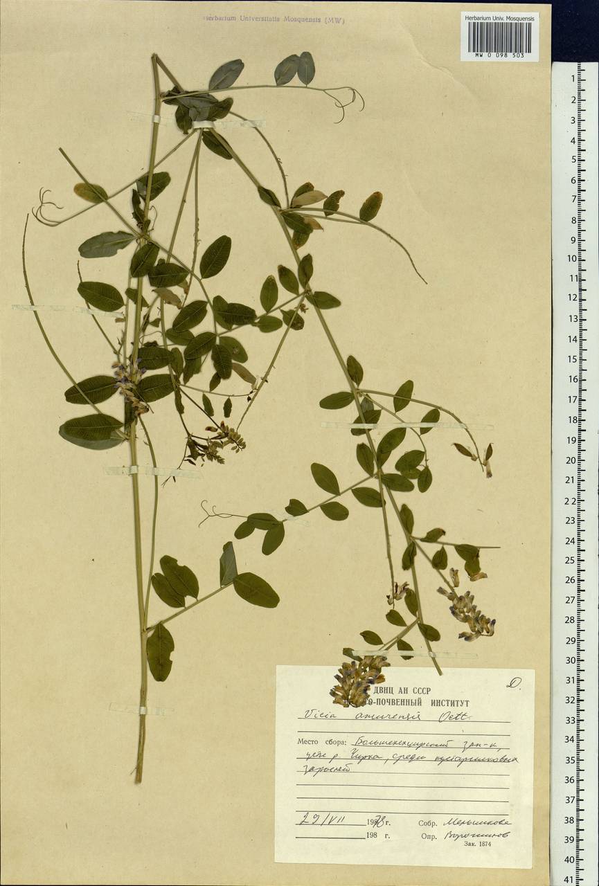Vicia amurensis Oett., Siberia, Russian Far East (S6) (Russia)