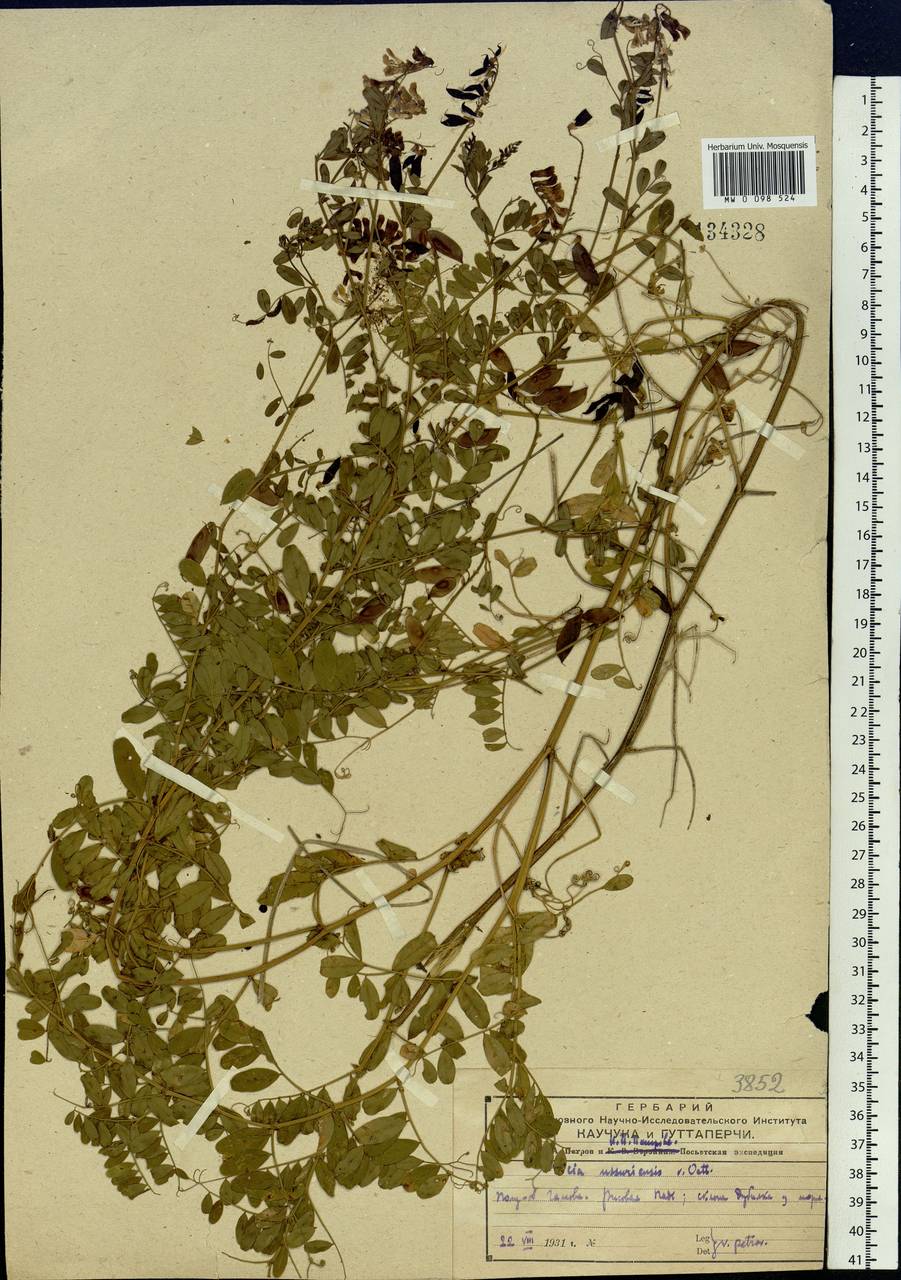 Vicia amurensis Oett., Siberia, Russian Far East (S6) (Russia)