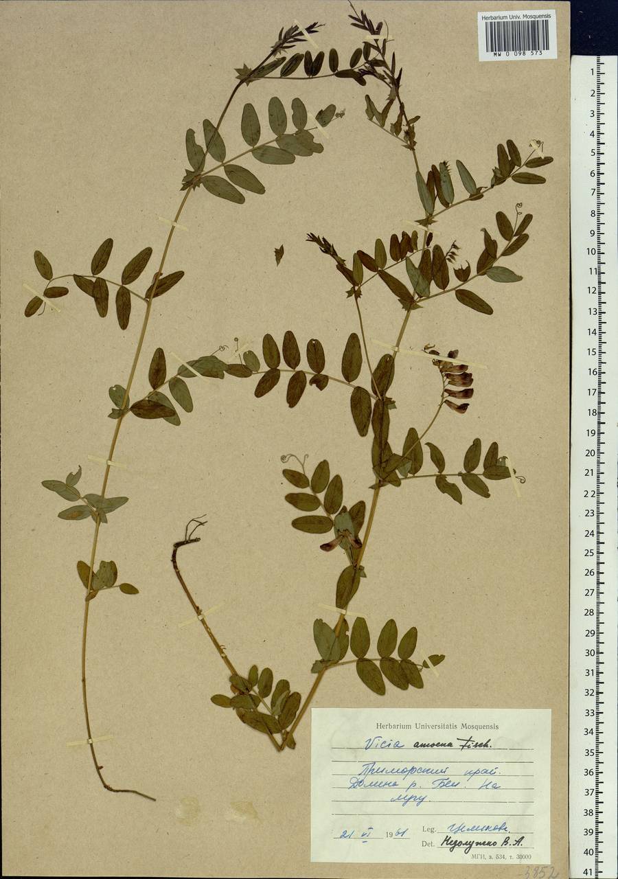 Vicia amoena Fisch. ex Ser., Siberia, Russian Far East (S6) (Russia)