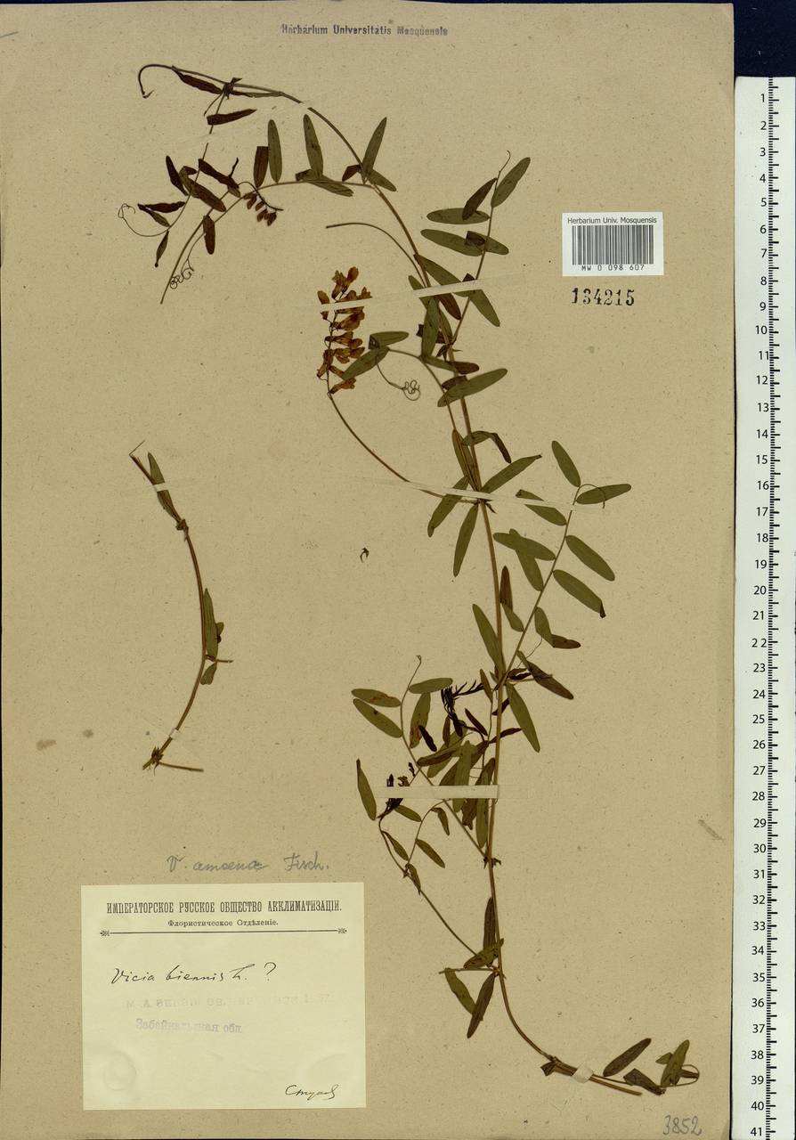 Vicia amoena Fisch., Siberia, Baikal & Transbaikal region (S4) (Russia)