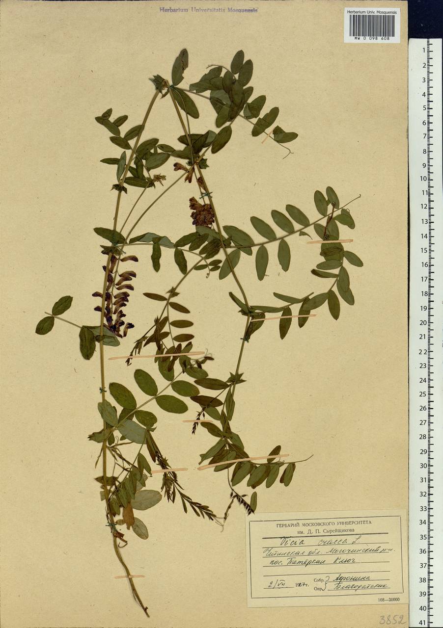 Vicia amoena Fisch., Siberia, Baikal & Transbaikal region (S4) (Russia)