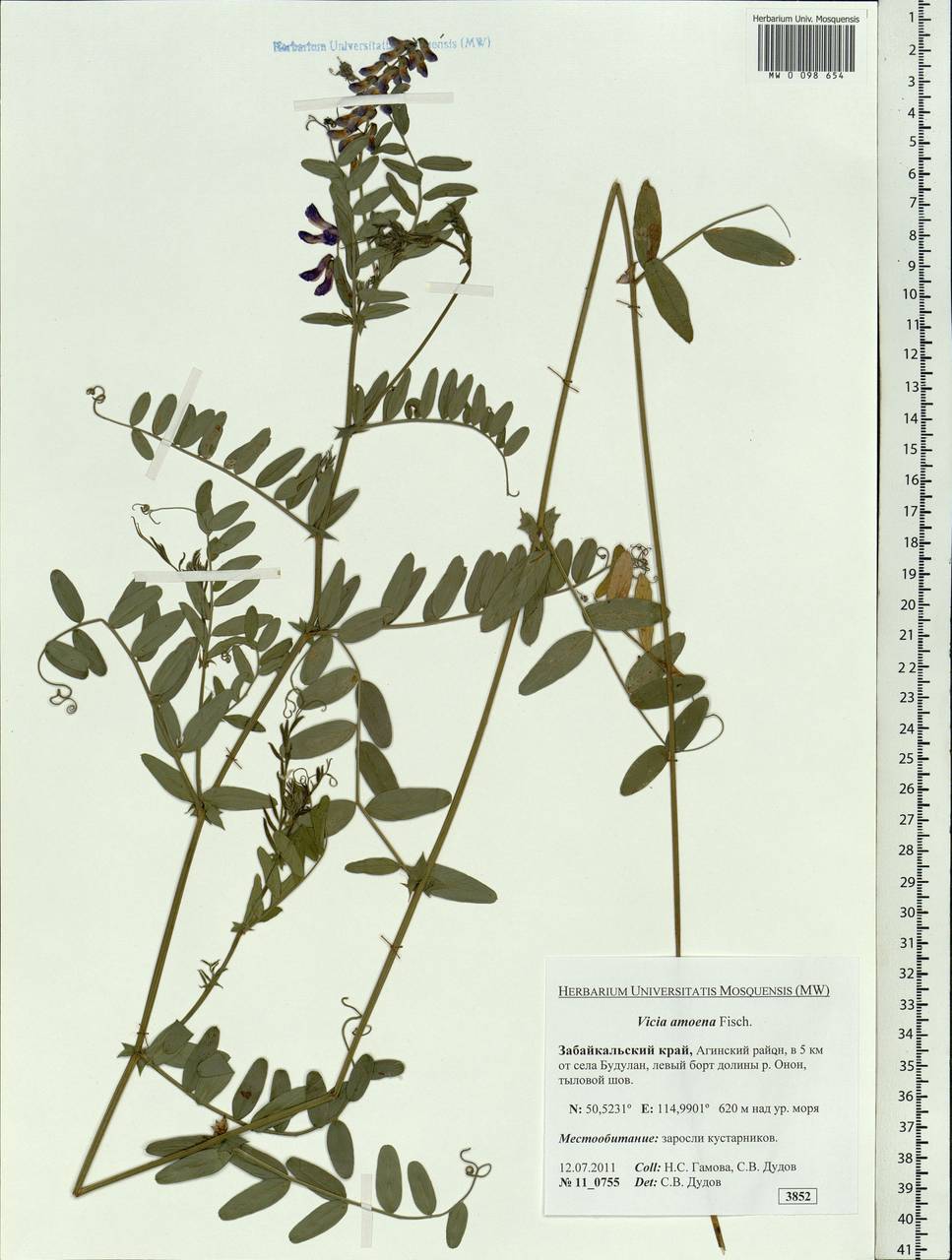 Vicia amoena Fisch., Siberia, Baikal & Transbaikal region (S4) (Russia)
