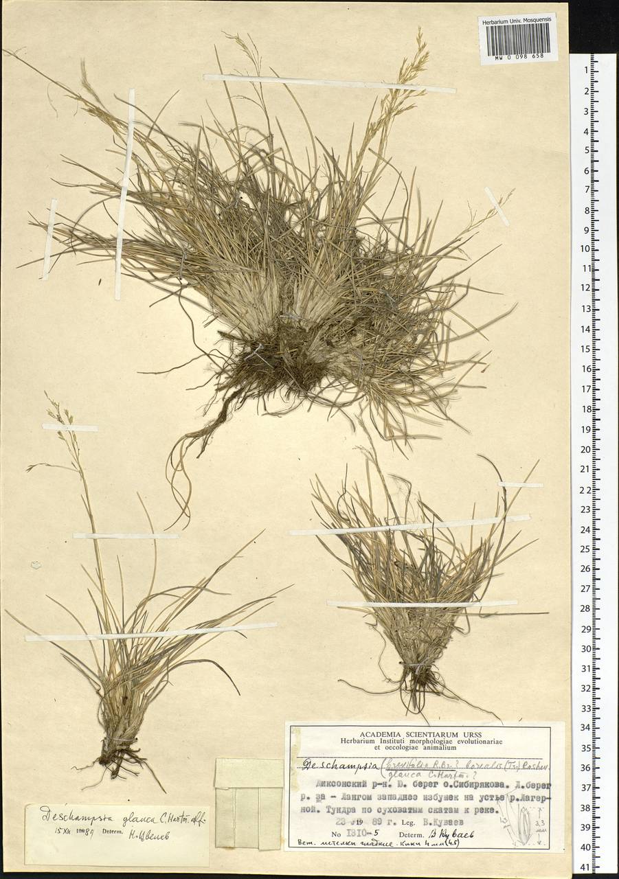 Deschampsia cespitosa subsp. cespitosa, Siberia, Central Siberia (S3) (Russia)
