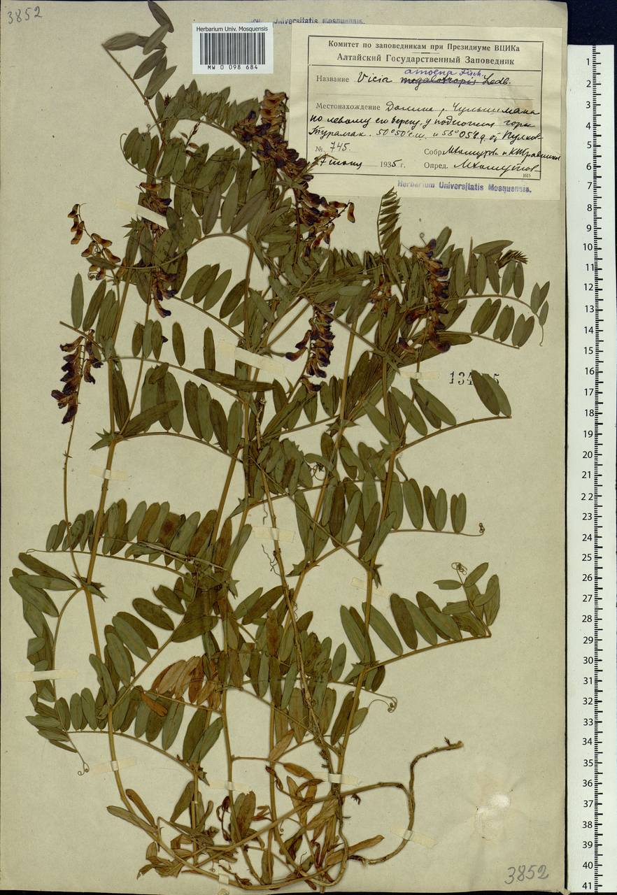 Vicia amoena Fisch., Siberia, Altai & Sayany Mountains (S2) (Russia)