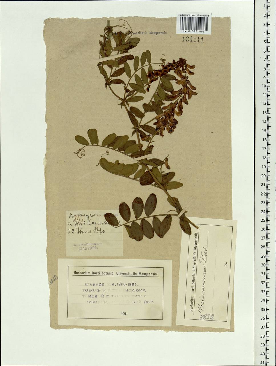 Vicia amoena Fisch. ex Ser., Siberia, Altai & Sayany Mountains (S2) (Russia)