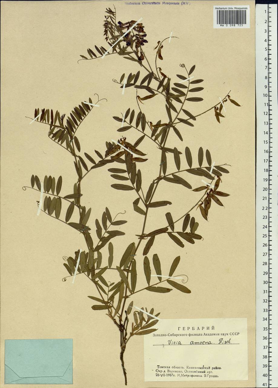 Vicia amoena Fisch. ex Ser., Siberia, Western Siberia (S1) (Russia)