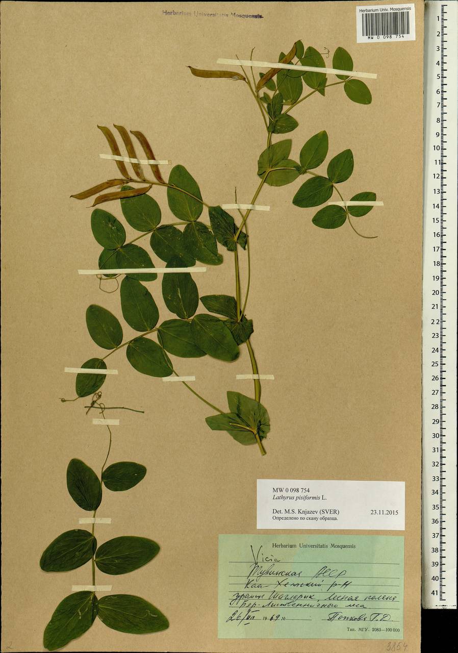 Lathyrus pisiformis L., Siberia, Altai & Sayany Mountains (S2) (Russia)