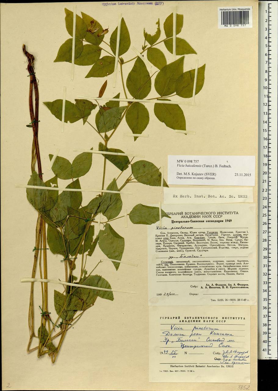 Vicia ramuliflora (Maxim.)Ohwi, Siberia, Central Siberia (S3) (Russia)