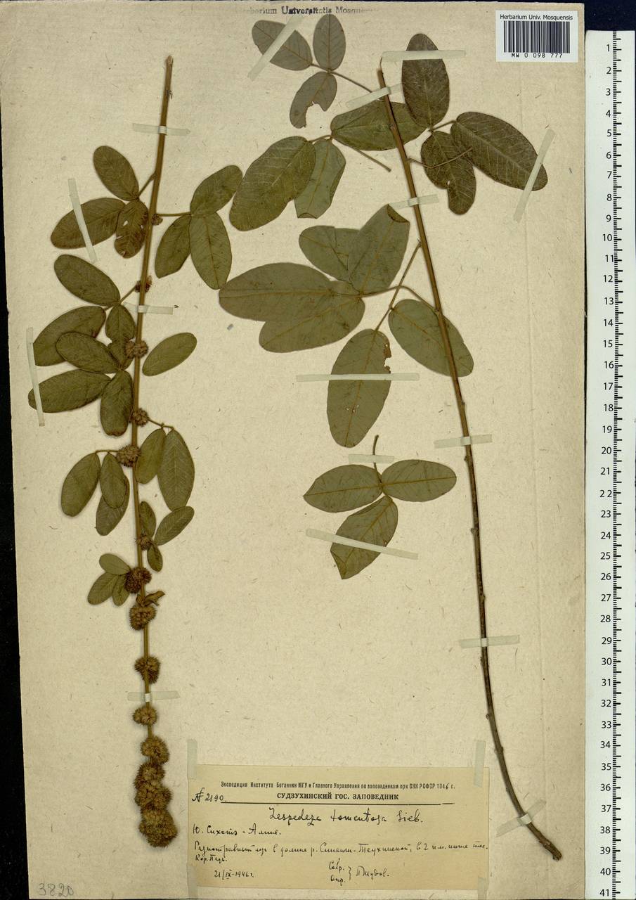 Lespedeza tomentosa (Thunb.)Maxim., Siberia, Russian Far East (S6) (Russia)
