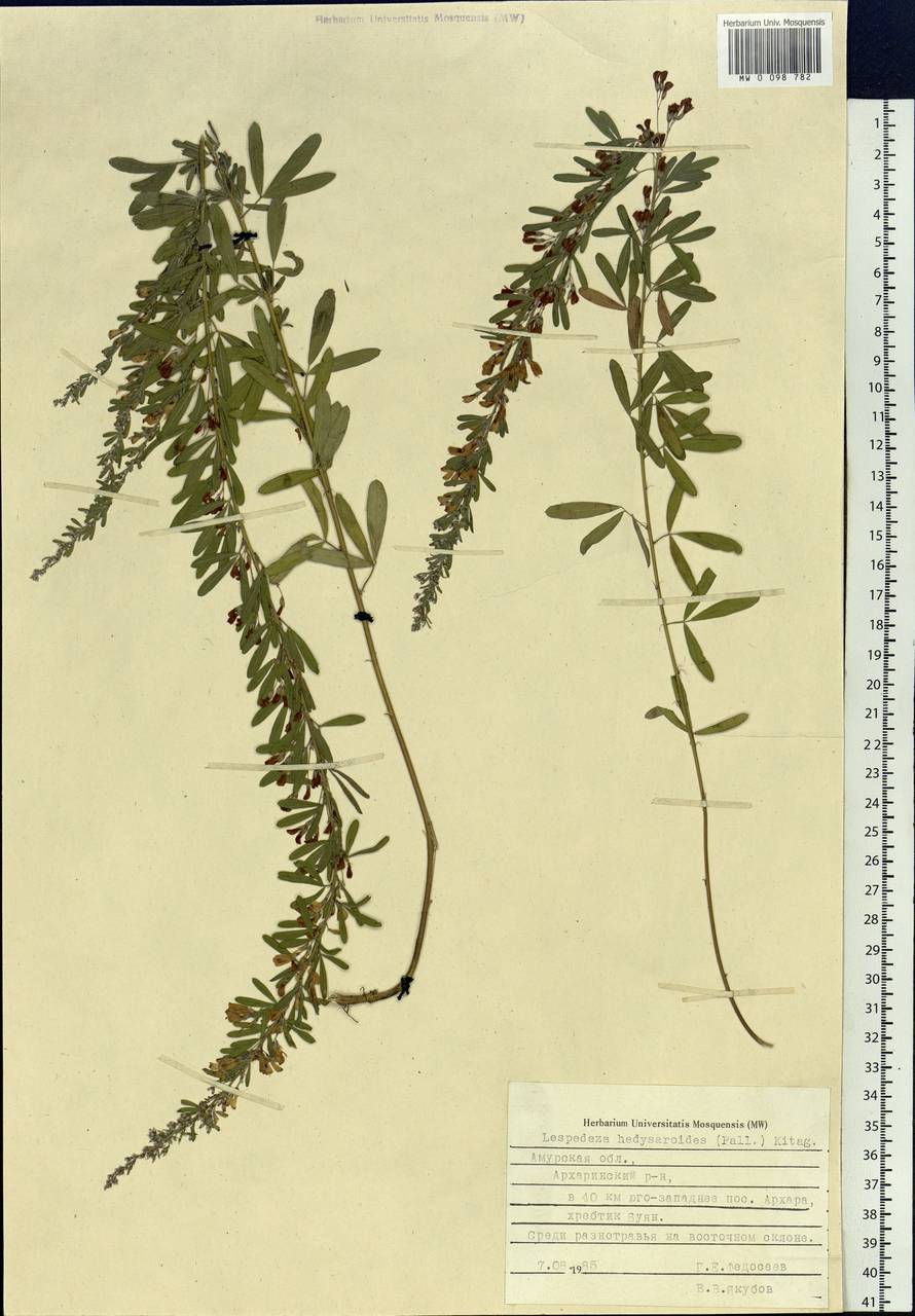 Lespedeza juncea (L.f.) Pers., Siberia, Russian Far East (S6) (Russia)