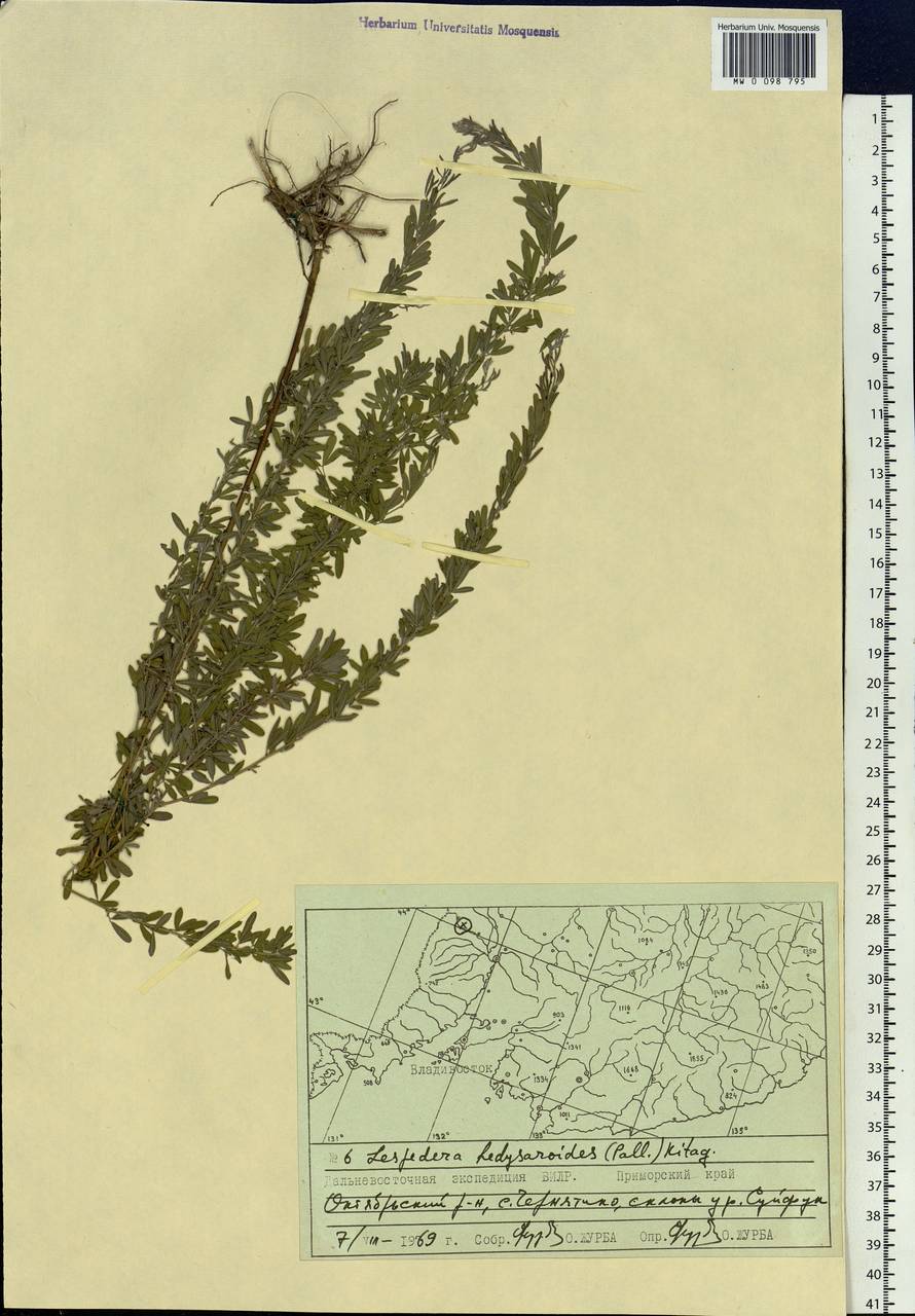 Lespedeza juncea (L.f.) Pers., Siberia, Russian Far East (S6) (Russia)