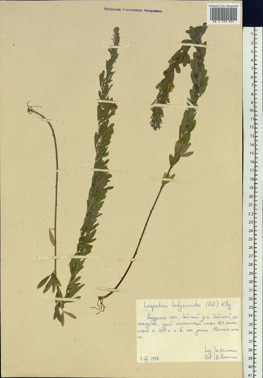 Lespedeza juncea (L.f.)Pers., Siberia, Russian Far East (S6) (Russia)