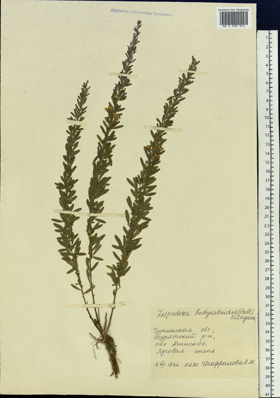 Lespedeza juncea (L.f.)Pers., Siberia, Baikal & Transbaikal region (S4) (Russia)