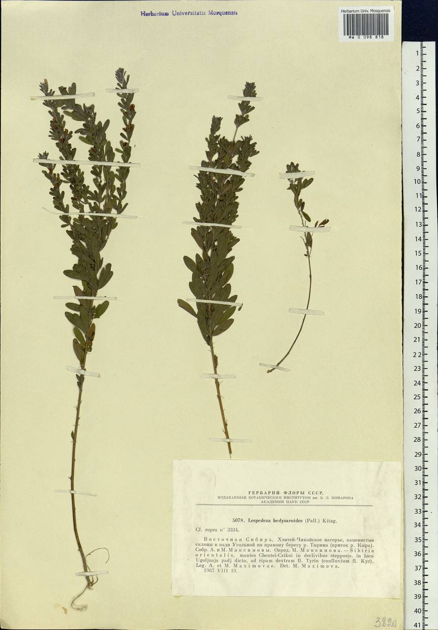 Lespedeza juncea (L.f.)Pers., Siberia, Baikal & Transbaikal region (S4) (Russia)
