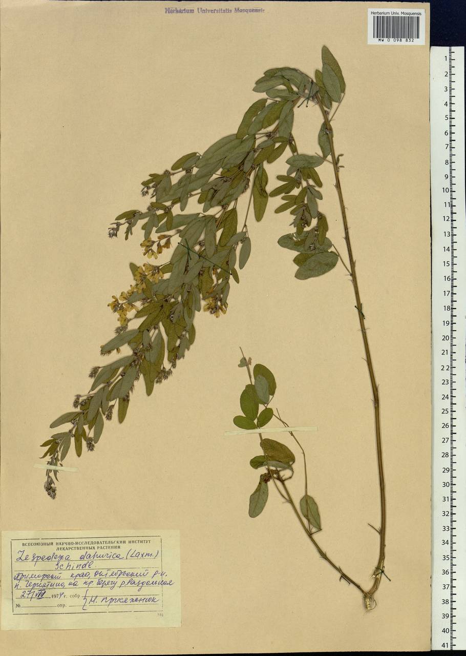 Lespedeza davurica (Laxm.)Schindl., Siberia, Russian Far East (S6) (Russia)