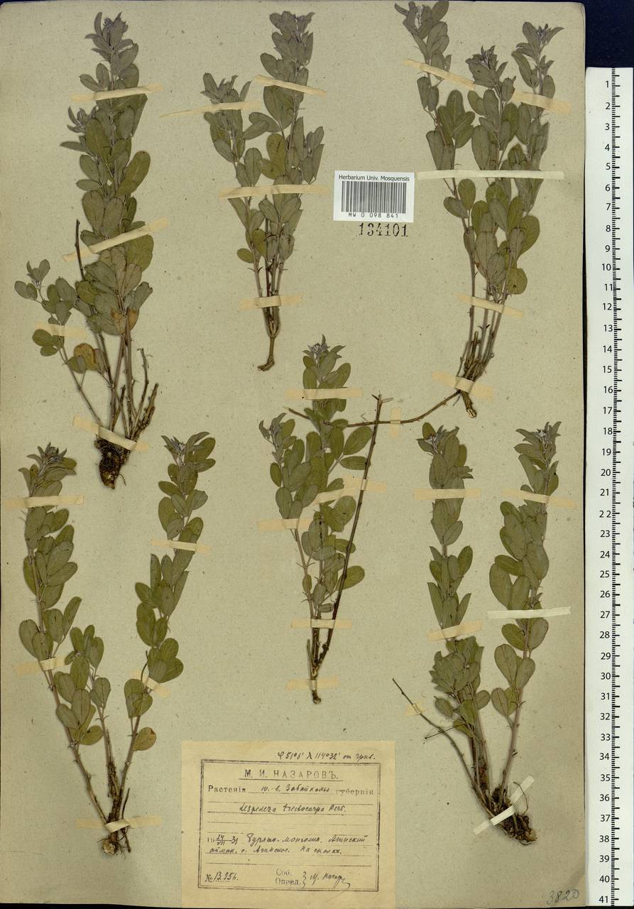 Lespedeza davurica (Laxm.)Schindl., Siberia, Baikal & Transbaikal region (S4) (Russia)