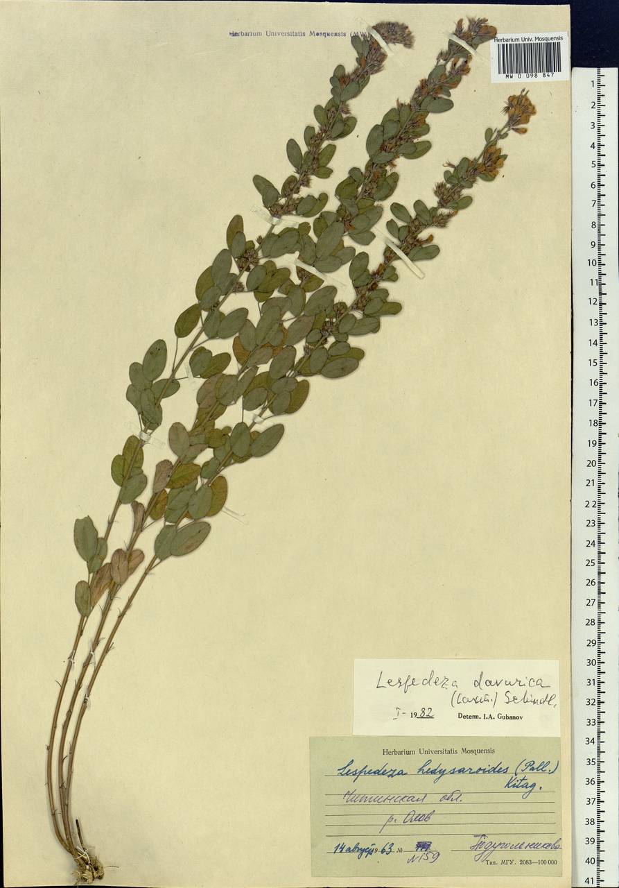 Lespedeza davurica (Laxm.)Schindl., Siberia, Baikal & Transbaikal region (S4) (Russia)