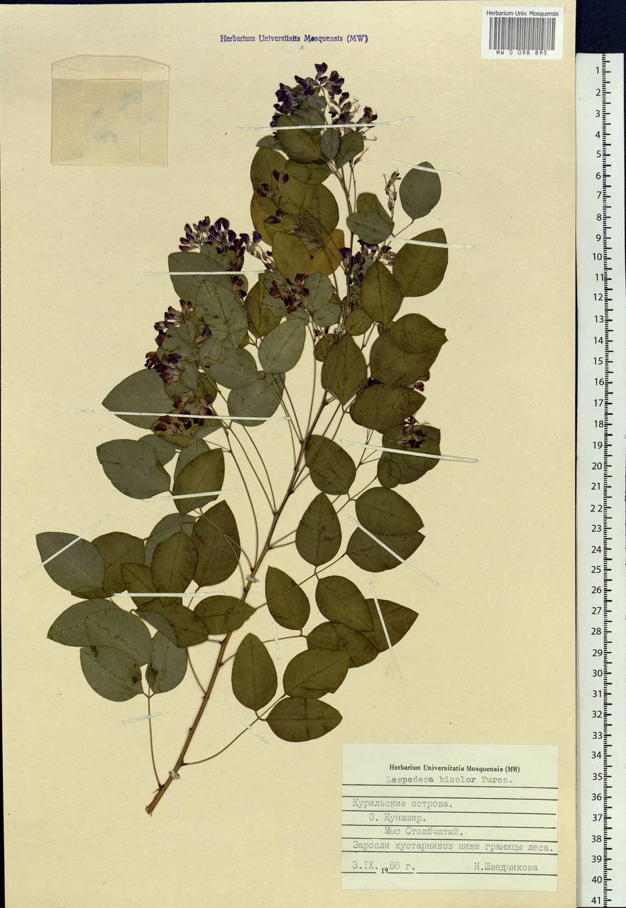 Lespedeza bicolor Turcz., Siberia, Russian Far East (S6) (Russia)