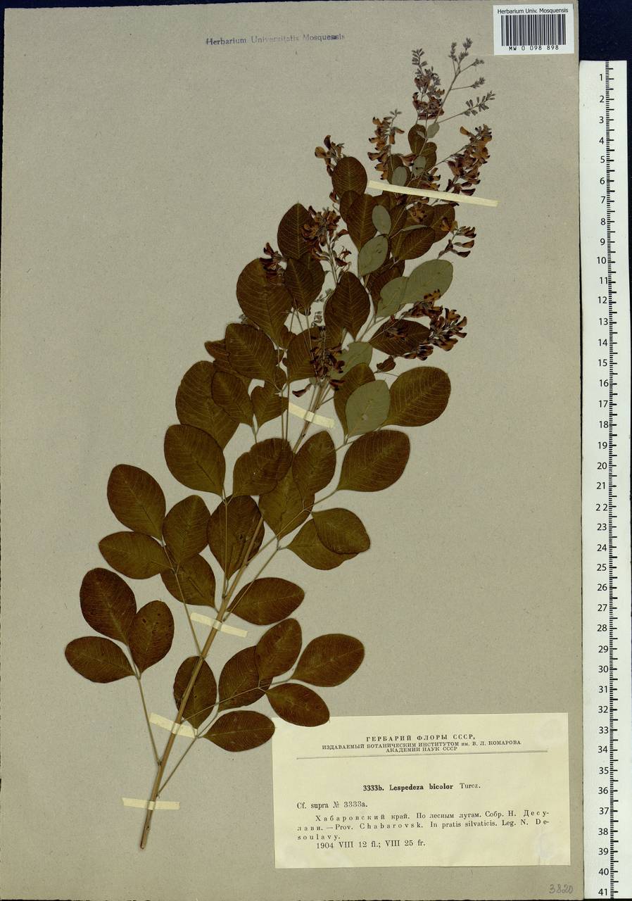 Lespedeza bicolor Turcz., Siberia, Russian Far East (S6) (Russia)