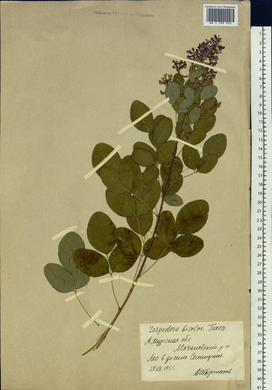 Lespedeza bicolor Turcz., Siberia, Russian Far East (S6) (Russia)