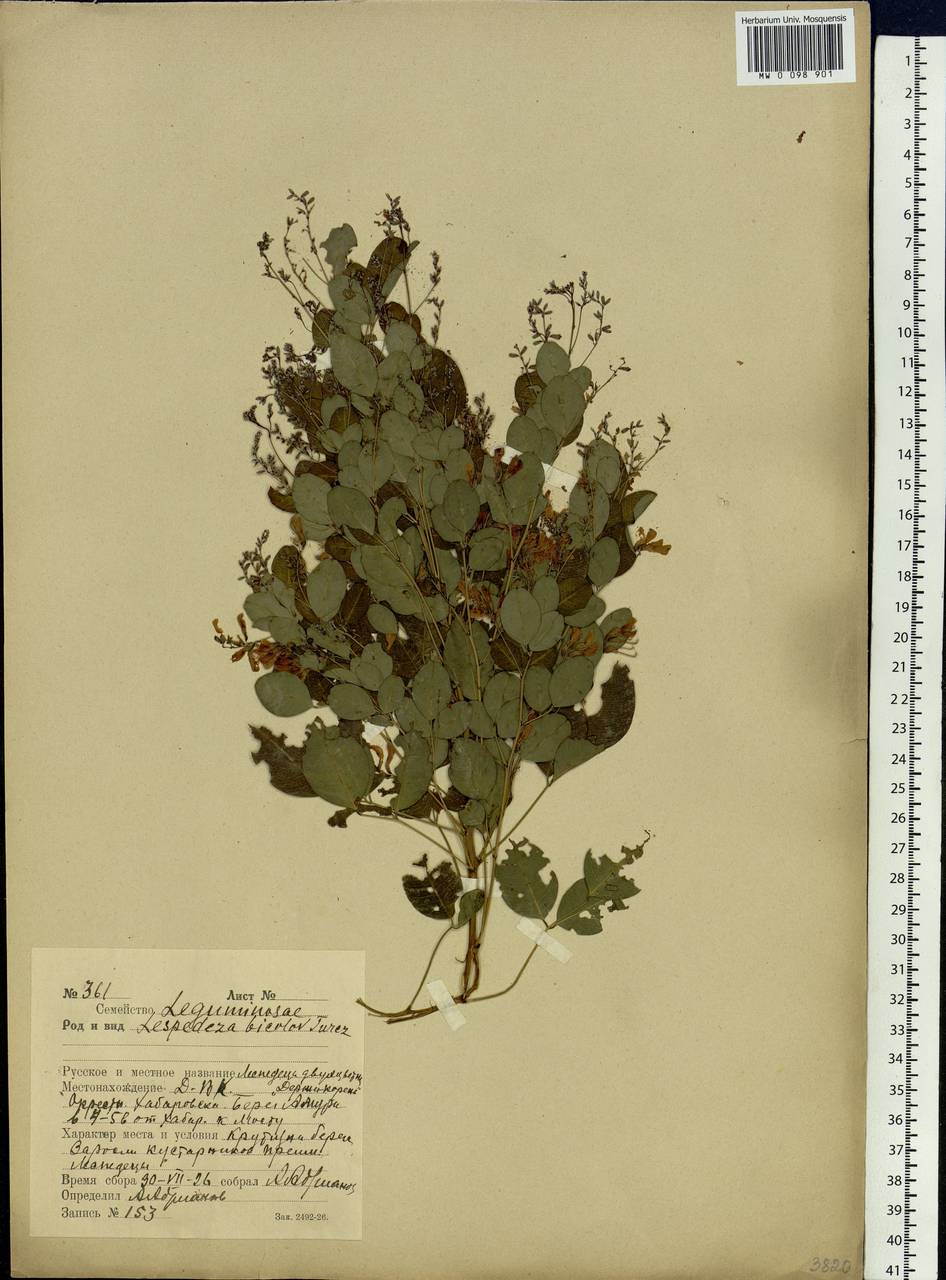 Lespedeza bicolor Turcz., Siberia, Russian Far East (S6) (Russia)