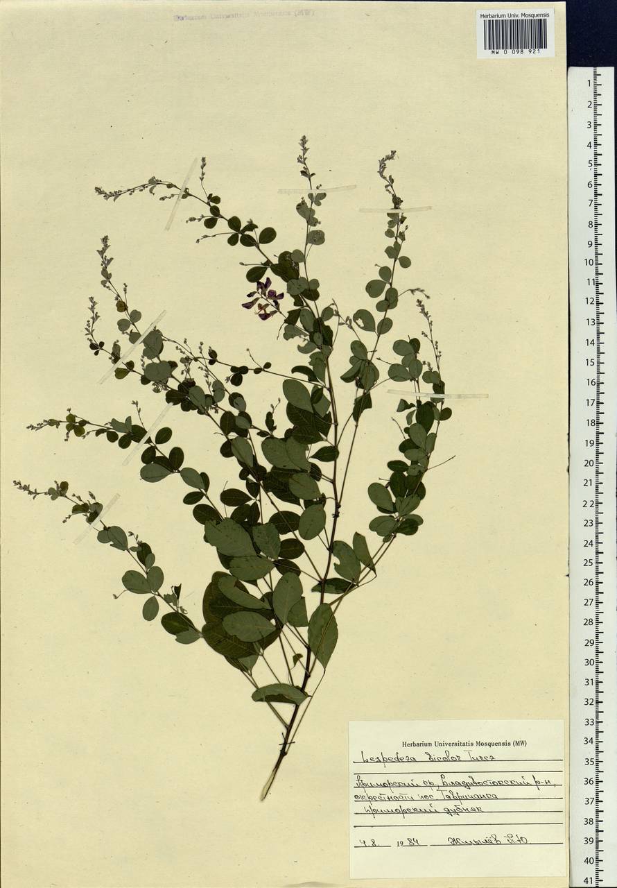 Lespedeza bicolor Turcz., Siberia, Russian Far East (S6) (Russia)