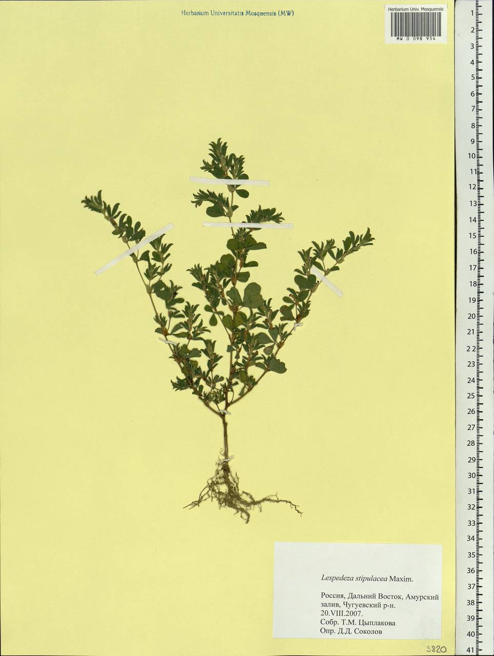 Kummerowia stipulacea (Maxim.)Makino, Siberia, Russian Far East (S6) (Russia)
