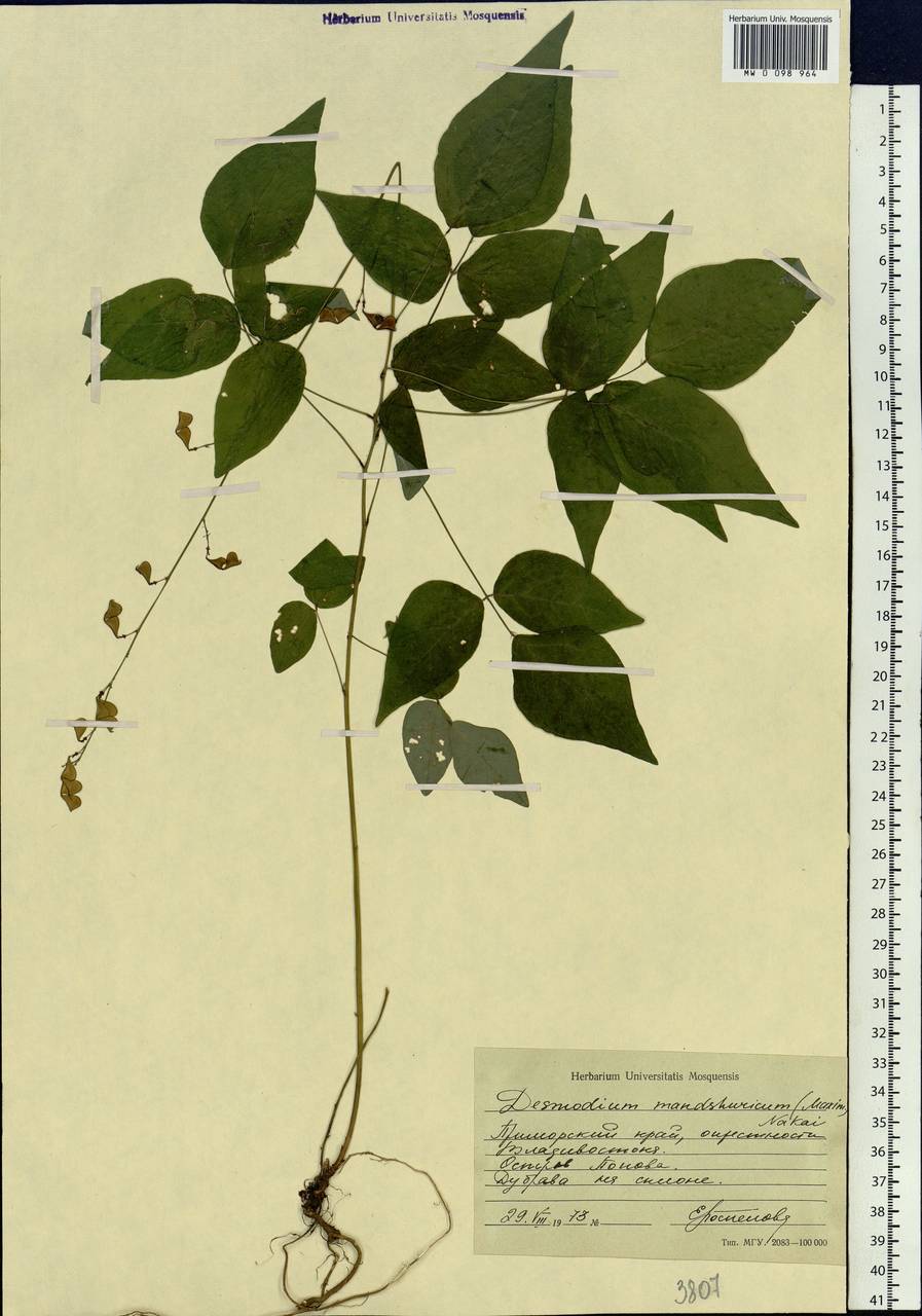 Hylodesmum podocarpum subsp. oxyphyllum (DC.) H.Ohashi & R.R.Mill, Siberia, Russian Far East (S6) (Russia)