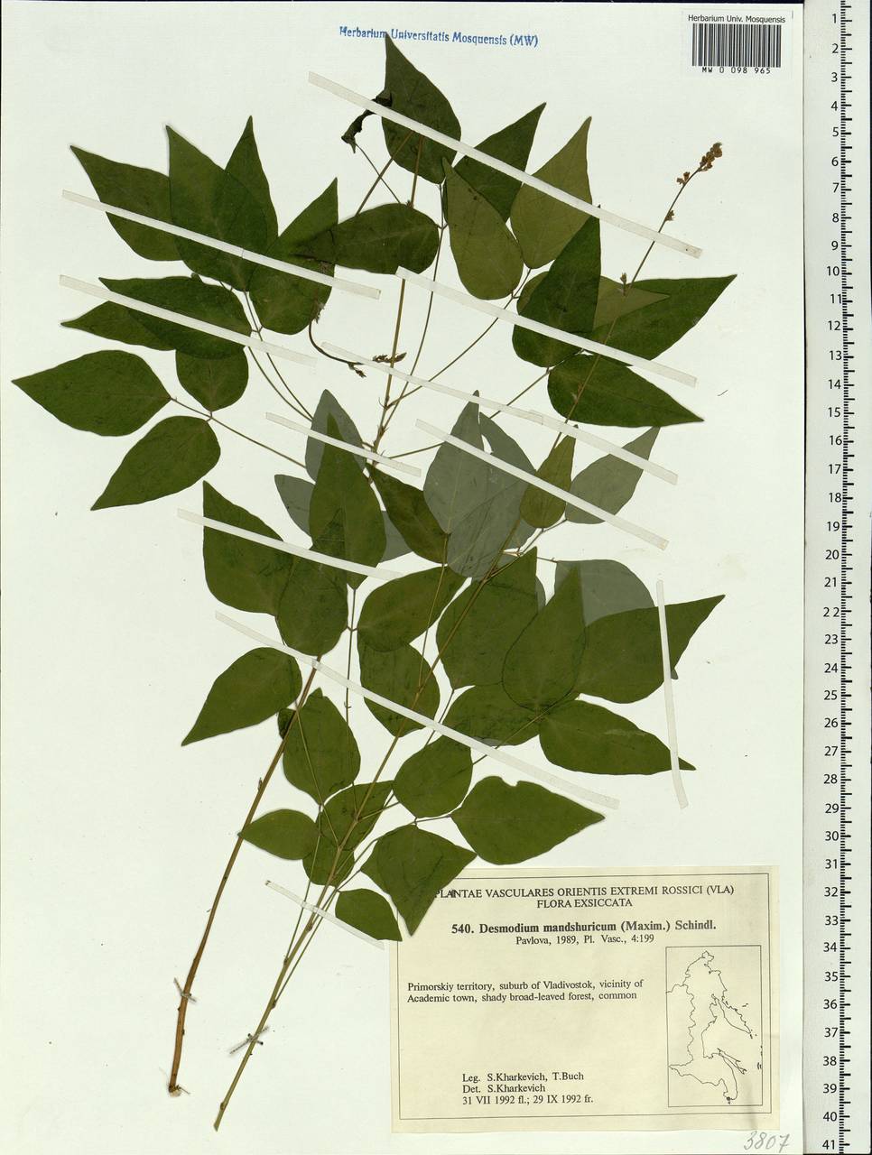 Hylodesmum podocarpum subsp. oxyphyllum (DC.) H.Ohashi & R.R.Mill, Siberia, Russian Far East (S6) (Russia)