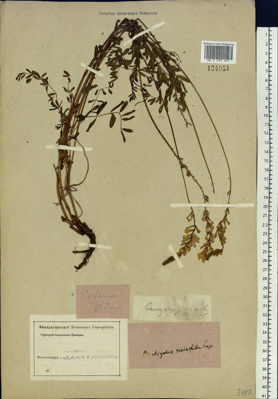 Onobrychis arenaria subsp. arenaria, Siberia, Altai & Sayany Mountains (S2) (Russia)