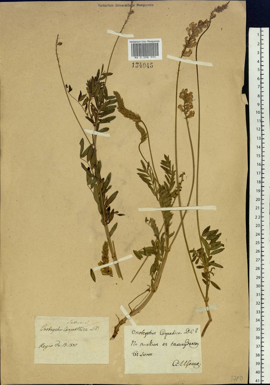 Onobrychis arenaria subsp. sibirica (Besser)P.W.Ball, Siberia, Baikal & Transbaikal region (S4) (Russia)