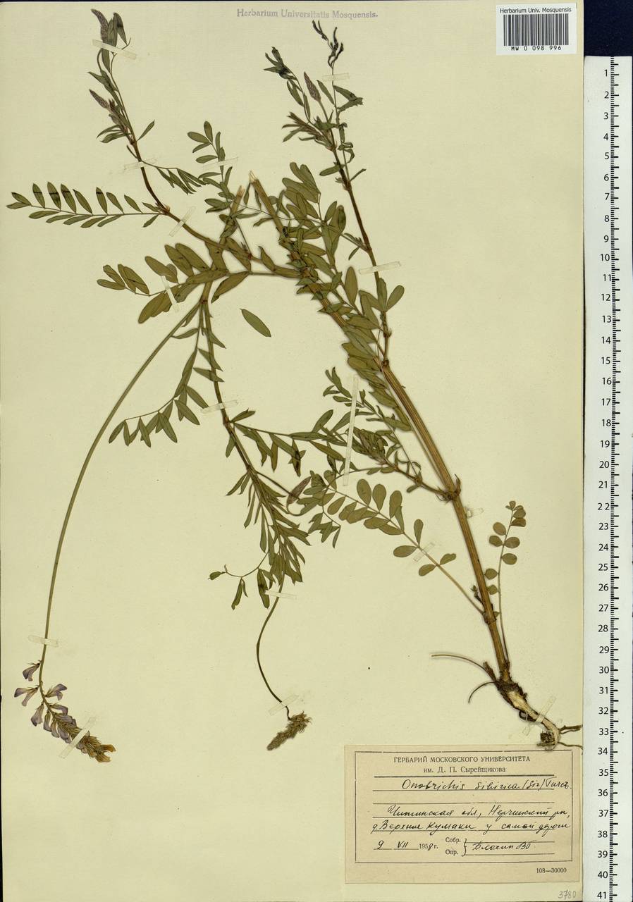 Onobrychis arenaria subsp. sibirica (Besser)P.W.Ball, Siberia, Baikal & Transbaikal region (S4) (Russia)