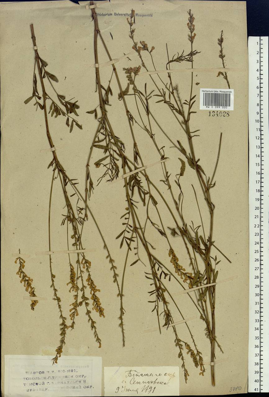 Onobrychis arenaria subsp. sibirica (Besser)P.W.Ball, Siberia, Western (Kazakhstan) Altai Mountains (S2a) (Kazakhstan)