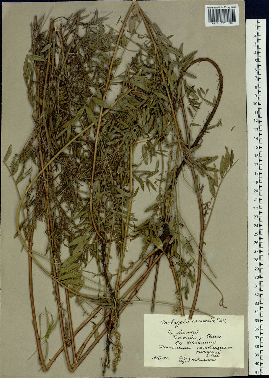 Onobrychis arenaria subsp. sibirica (Besser)P.W.Ball, Siberia, Altai & Sayany Mountains (S2) (Russia)