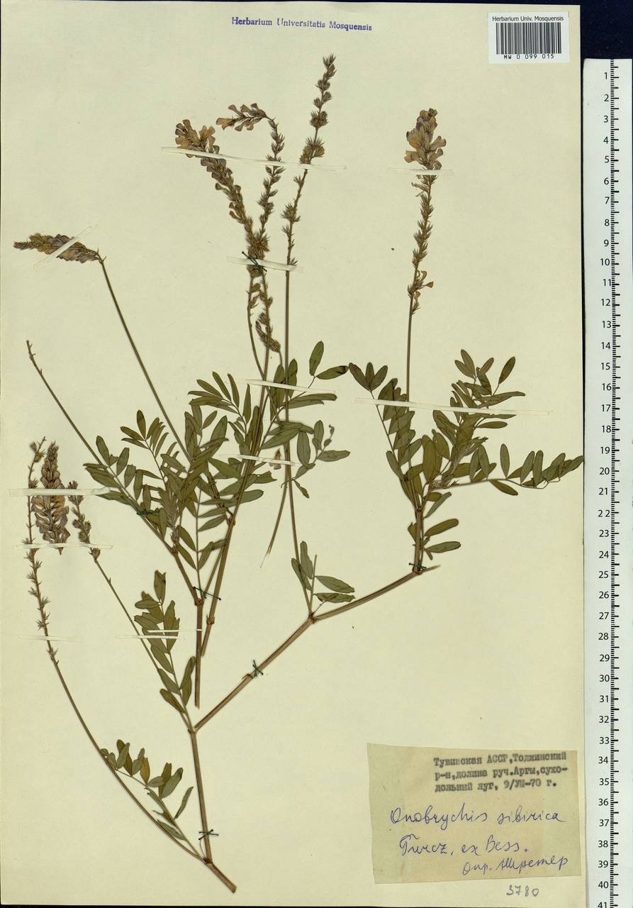 Onobrychis arenaria subsp. sibirica (Besser)P.W.Ball, Siberia, Altai & Sayany Mountains (S2) (Russia)